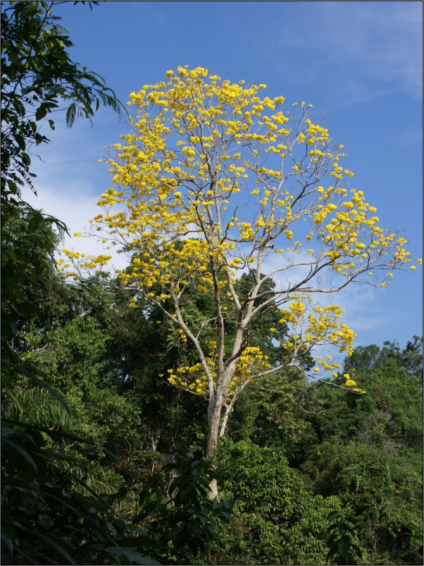 Imagem padrão