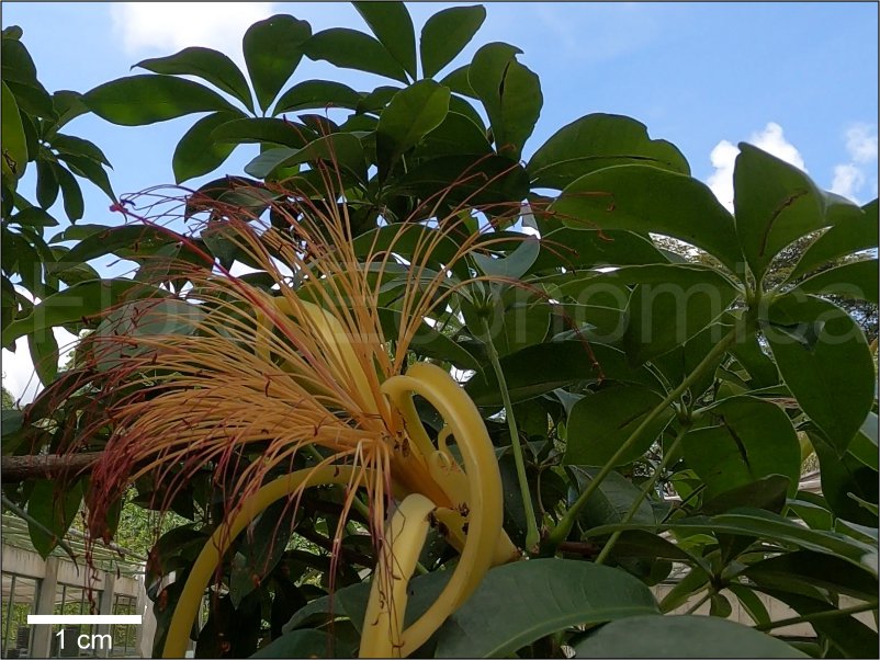 Munguba Flora Econ mica